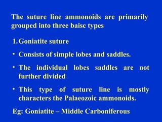The suture line ammonoids are primarily
grouped into three baisc types
1.Goniatite suture
• Consists of simple lobes and saddles.
• The individual lobes saddles are not
further divided
• This type of suture line is mostly
characters the Palaeozoic ammonoids.
Eg: Goniatite – Middle Carboniferous
 