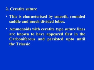 2. Ceratite suture
• This is characterised by smooth, rounded
saddle and much divided lobes.
• Ammonoids with ceratite type suture lines
are known to have appeared first in the
Carboniferous and persisted upto until
the Triassic
 