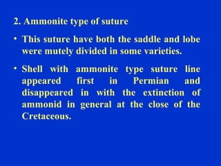 2. Ammonite type of suture
• This suture have both the saddle and lobe
were mutely divided in some varieties.
• Shell with ammonite type suture line
appeared first in Permian and
disappeared in with the extinction of
ammonid in general at the close of the
Cretaceous.
 