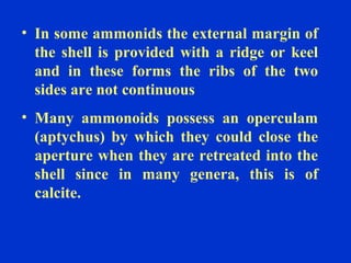 • In some ammonids the external margin of
the shell is provided with a ridge or keel
and in these forms the ribs of the two
sides are not continuous
• Many ammonoids possess an operculam
(aptychus) by which they could close the
aperture when they are retreated into the
shell since in many genera, this is of
calcite.
 