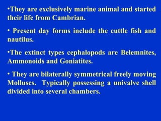 •They are exclusively marine animal and started
their life from Cambrian.
• Present day forms include the cuttle fish and
nautilus.
•The extinct types cephalopods are Belemnites,
Ammonoids and Goniatites.
• They are bilaterally symmetrical freely moving
Molluscs. Typically possessing a univalve shell
divided into several chambers.
 