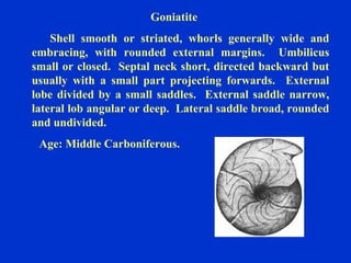 Goniatite
Shell smooth or striated, whorls generally wide and
embracing, with rounded external margins. Umbilicus
small or closed. Septal neck short, directed backward but
usually with a small part projecting forwards. External
lobe divided by a small saddles. External saddle narrow,
lateral lob angular or deep. Lateral saddle broad, rounded
and undivided.
Age: Middle Carboniferous.
 