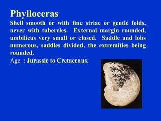 Phylloceras
Shell smooth or with fine striae or gentle folds,
never with tubercles. External margin rounded,
umbilicus very small or closed. Saddle and lobs
numerous, saddles divided, the extremities being
rounded.
Age : Jurassic to Cretaceous.
 