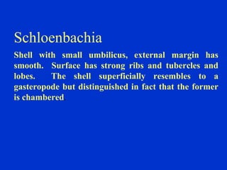 Schloenbachia
Shell with small umbilicus, external margin has
smooth. Surface has strong ribs and tubercles and
lobes. The shell superficially resembles to a
gasteropode but distinguished in fact that the former
is chambered.
 