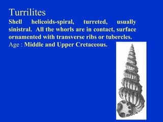 Turrilites
Shell helicoids-spiral, turreted, usually
sinistral. All the whorls are in contact, surface
ornamented with transverse ribs or tubercles.
Age : Middle and Upper Cretaceous.
 