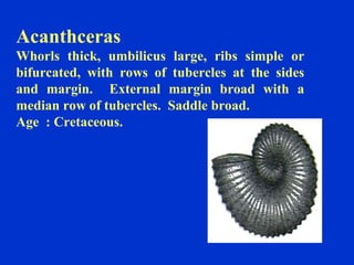 Acanthceras
Whorls thick, umbilicus large, ribs simple or
bifurcated, with rows of tubercles at the sides
and margin. External margin broad with a
median row of tubercles. Saddle broad.
Age : Cretaceous.
 