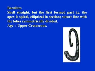 Baculites
Shell straight, but the first formed part i.e. the
apex is spiral, elliptical in section; suture line with
the lobes symmetrically divided.
Age : Upper Cretaceous.
 