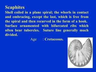 Scaphites
Shell coiled in a plane spiral; the whorls in contact
and embracing, except the last, which is free from
the spiral and then recurved in the form of a hook.
Surface ornamented with bifurcated ribs which
often bear tubercles. Suture line generally much
divided.
Age : Cretaceous.
 