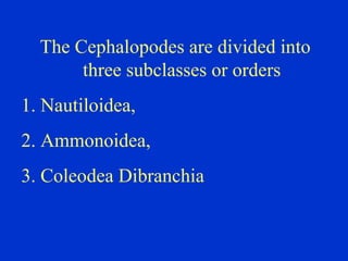 The Cephalopodes are divided into
three subclasses or orders
1. Nautiloidea,
2. Ammonoidea,
3. Coleodea Dibranchia
 