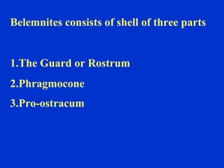 Belemnites consists of shell of three parts
1.The Guard or Rostrum
2.Phragmocone
3.Pro-ostracum
 