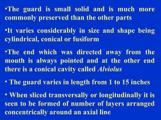 •The guard is small solid and is much more
commonly preserved than the other parts
•It varies considerably in size and shape being
cylindrical, conical or fusiform
•The end which was directed away from the
mouth is always pointed and at the other end
there is a conical cavity called Alviolus
• The guard varies in length from 1 to 15 inches
• When sliced transversally or longitudinally it is
seen to be formed of number of layers arranged
concentrically around an axial line
 