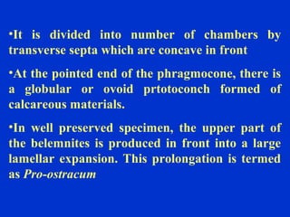 •It is divided into number of chambers by
transverse septa which are concave in front
•At the pointed end of the phragmocone, there is
a globular or ovoid prtotoconch formed of
calcareous materials.
•In well preserved specimen, the upper part of
the belemnites is produced in front into a large
lamellar expansion. This prolongation is termed
as Pro-ostracum
 