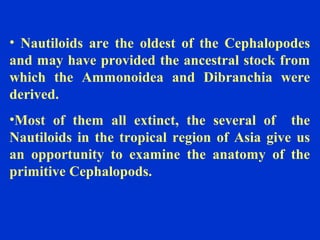 • Nautiloids are the oldest of the Cephalopodes
and may have provided the ancestral stock from
which the Ammonoidea and Dibranchia were
derived.
•Most of them all extinct, the several of the
Nautiloids in the tropical region of Asia give us
an opportunity to examine the anatomy of the
primitive Cephalopods.
 