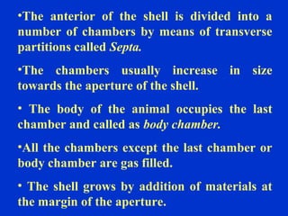 •The anterior of the shell is divided into a
number of chambers by means of transverse
partitions called Septa.
•The chambers usually increase in size
towards the aperture of the shell.
• The body of the animal occupies the last
chamber and called as body chamber.
•All the chambers except the last chamber or
body chamber are gas filled.
• The shell grows by addition of materials at
the margin of the aperture.
 