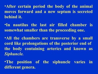 •After certain period the body of the animal
moves forward and a new septum is secreted
behind it.
•In nautilus the last air filled chamber is
somewhat smaller than the proceeding one.
•All the chambers are transverse by a small
cord like prolongations of the posterior end of
the body containing arterics and known as
Siphuncle.
•The position of the siphuncle varies in
different genera.
 