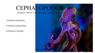 CEPHALOPODOS
(kephalé), "cabeza" y (podós), "pie" → (pies en la cabeza)
1) Subclase Nautiloidea
2) Subclase Ammonoidea
3) Subclase Coleoidea
800 Especies
 