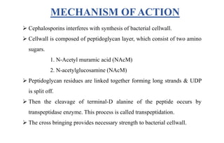 MECHANISM OF ACTION
 Cephalosporins interferes with synthesis of bacterial cellwall.
 Cellwall is composed of peptidoglycan layer, which consist of two amino
sugars.
1. N-Acetyl muramic acid (NAcM)
2. N-acetylglucosamine (NAcM)
 Peptidoglycan residues are linked together forming long strands & UDP
is split off.
 Then the cleavage of terminal-D alanine of the peptide occurs by
transpeptidase enzyme. This process is called transpeptidation.
 The cross bringing provides necessary strength to bacterial cellwall.
 