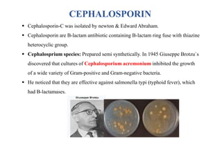 CEPHALOSPORIN
 Cephalosporin-C was isolated by newton & Edward Abraham.
 Cephalosporin are B-lactam antibiotic containing B-lactam ring fuse with thiazine
heterocyclic group.
 Cephalosprium species: Prepared semi synthetically. In 1945 Giuseppe Brotzu`s
discovered that cultures of Cephalosporium acremonium inhibited the growth
of a wide variety of Gram-positive and Gram-negative bacteria.
 He noticed that they are effective against salmonella typi (typhoid fever), which
had B-lactamases.
 