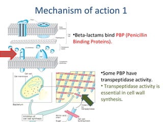 Mechanism of action 1 Some PBP have transpeptidase activity. Transpeptidase activity is essential in cell wall synthesis . Beta-lactams bind  PBP (Penicillin Binding Proteins). 