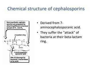 Chemical structure of cephalosporins Derived from 7-aminocephalosporanic acid. They suffer the “attack” of bacteria at their beta-lactam ring. 