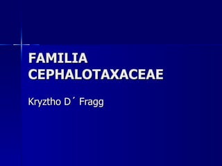 FAMILIA CEPHALOTAXACEAE Kryztho D´ Fragg 