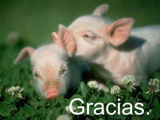 Gracias.  