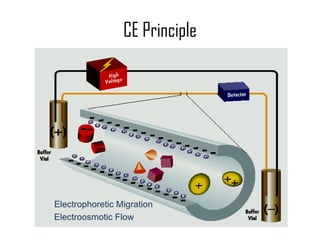 CE Principle Electrophoretic Migration Electroosmotic Flow 