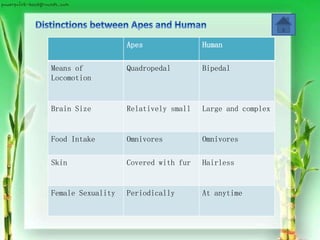 Apes Human
Means of
Locomotion
Quadropedal Bipedal
Brain Size Relatively small Large and complex
Food Intake Omnivores Omnivores
Skin Covered with fur Hairless
Female Sexuality Periodically At anytime
 