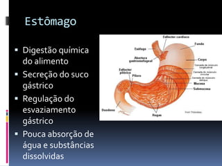 Estômago

 Digestão química
  do alimento
 Secreção do suco
  gástrico
 Regulação do
  esvaziamento
  gástrico
 Pouca absorção de
  água e substâncias
  dissolvidas
 
