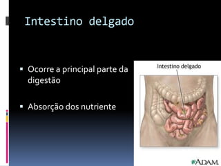 Intestino delgado


 Ocorre a principal parte da
  digestão

 Absorção dos nutriente
 