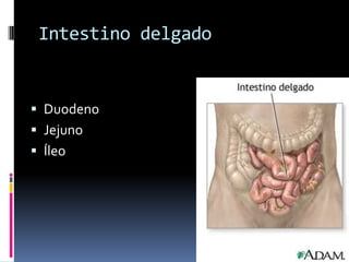 Intestino delgado


 Duodeno
 Jejuno
 Íleo
 