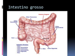 Intestino grosso
 