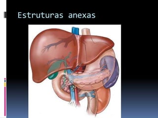 Estruturas anexas
 