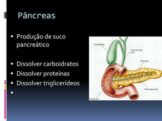 Pâncreas

 Produção de suco
  pancreático

 Dissolver carboidratos
 Dissolver proteínas
 Dissolver triglicerídeos

 