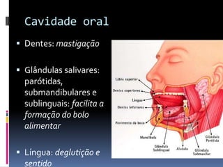 Cavidade oral
 Dentes: mastigação


 Glândulas salivares:
  parótidas,
  submandibulares e
  sublinguais: facilita a
  formação do bolo
  alimentar

 Língua: deglutição e
  sentido
 