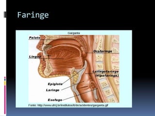 Faringe
 