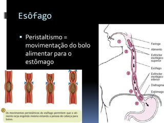 Esôfago

 Peristaltismo =
  movimentação do bolo
  alimentar para o
  estômago
 