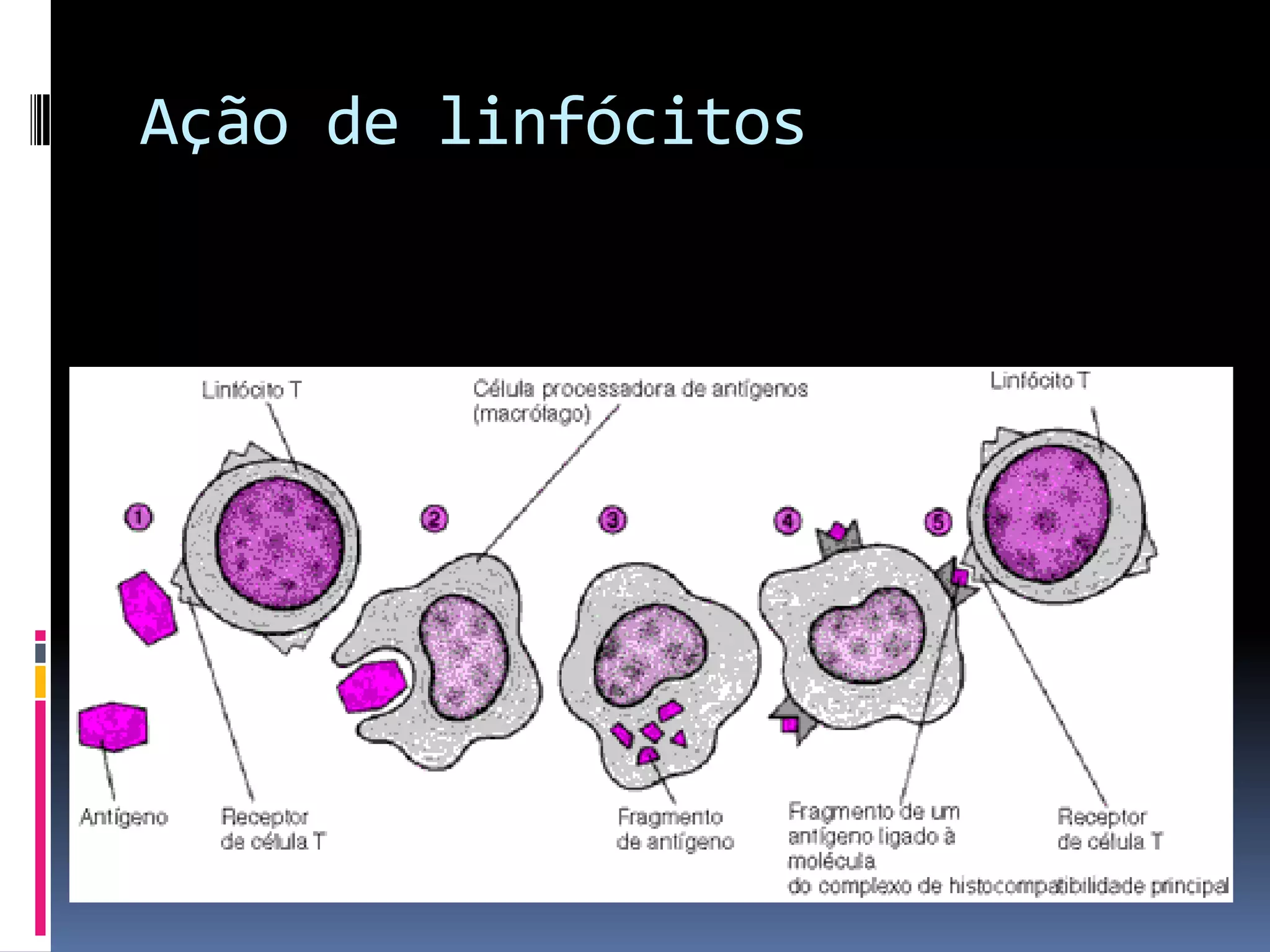 Ação de linfócitos