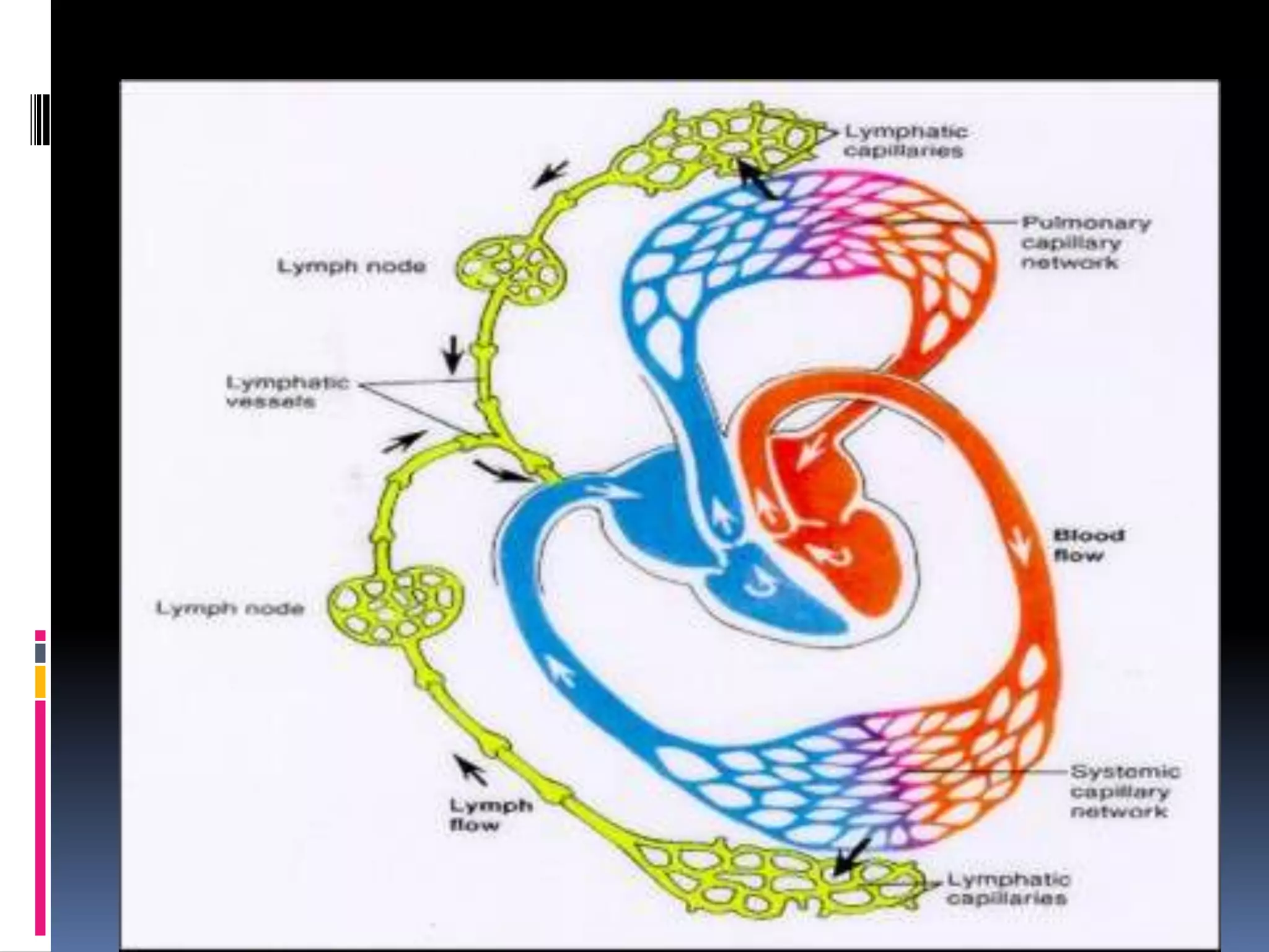 FUNÇÕES - linfático
Drenar o excesso de líquido extracelular ou
intersticial para os vasos linfáticos
Contribuição imunológica
