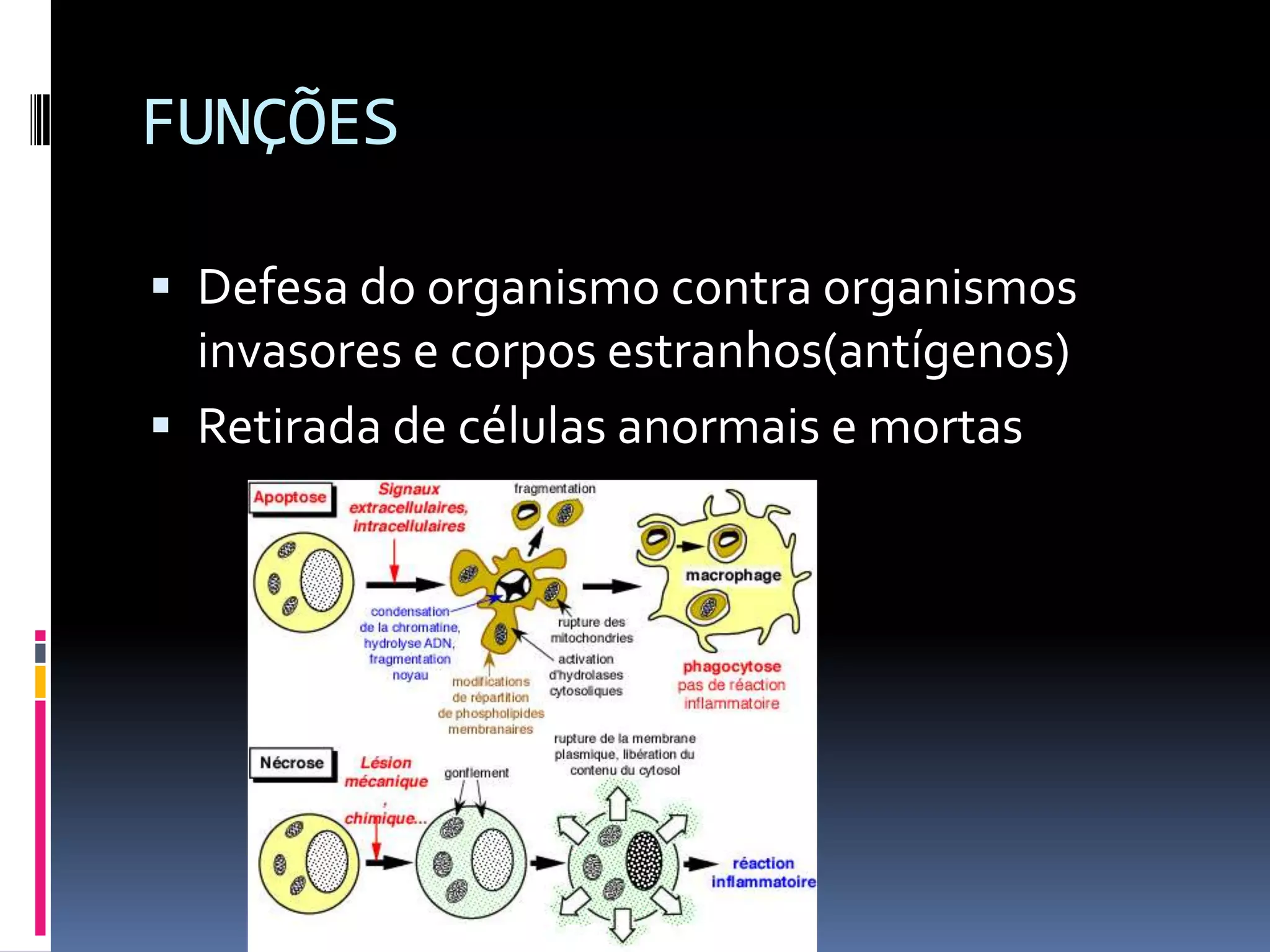 FUNÇÕES
Defesa do organismo contra organismos
invasores e corpos estranhos(antígenos)
Retirada de células anormais e mortas