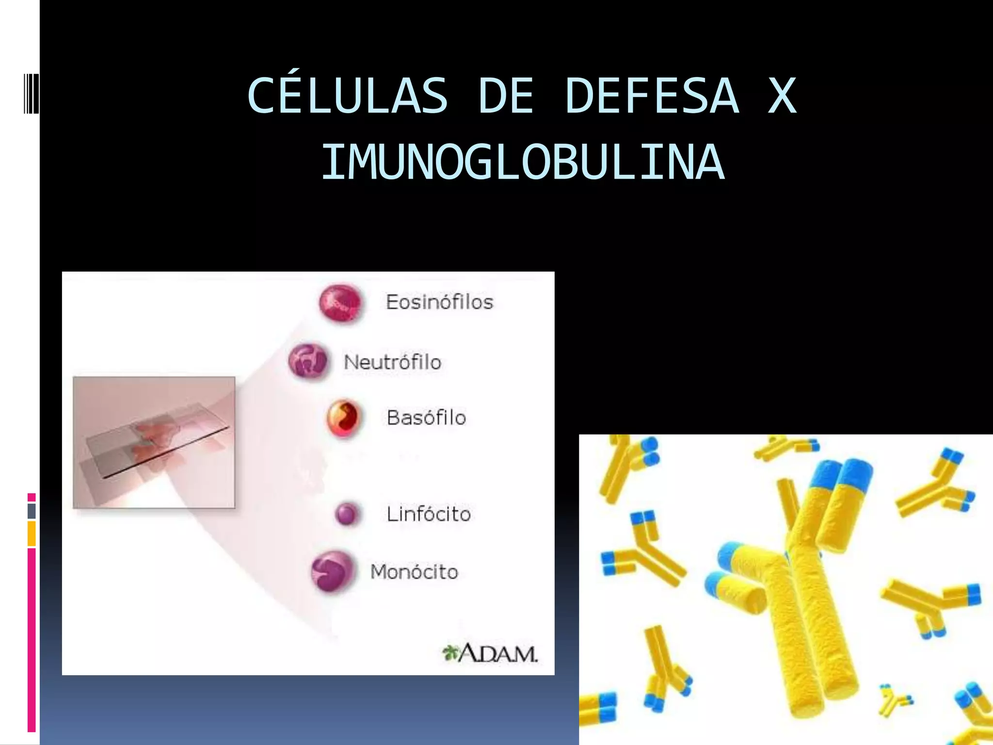 CÉLULAS DE DEFESA X
IMUNOGLOBULINA