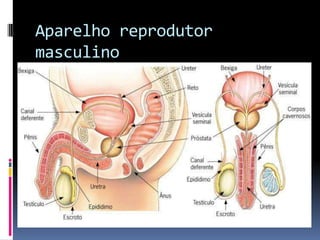 Aparelho reprodutor
masculino