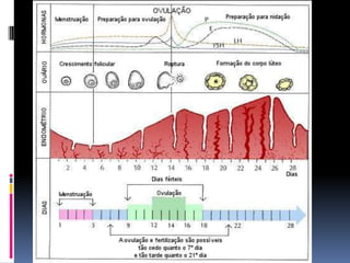 Cepss reprodutor humano