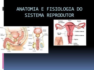ANATOMIA E FISIOLOGIA DO
SISTEMA REPRODUTOR
