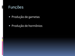 Funções
Produção de gametas
Produção de hormônios