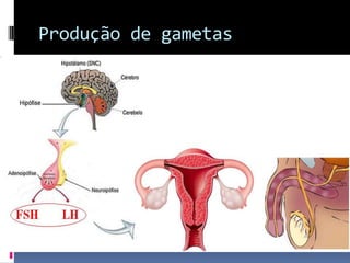 Produção de gametas