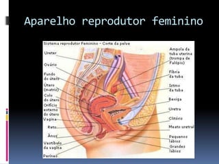 Aparelho reprodutor feminino