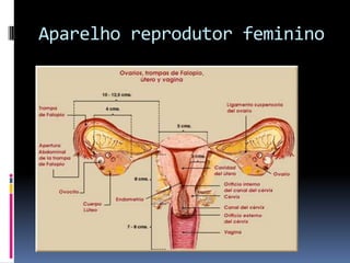 Aparelho reprodutor feminino