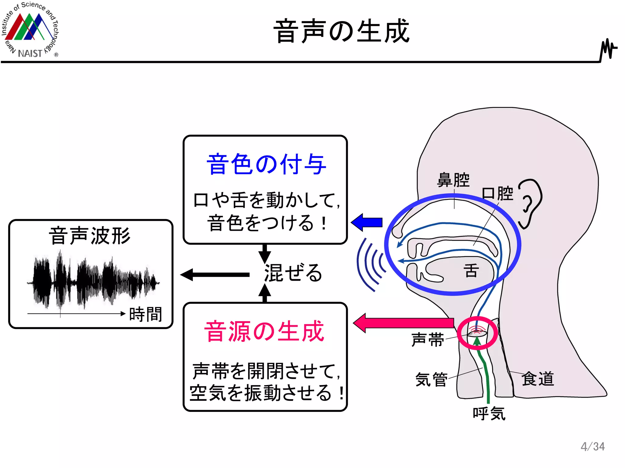 /34
音声の生成
4
音色の付与
口や舌を動かして，
音色をつける！
声帯を開閉させて，
空気を振動させる！
音源の生成
音声波形
時間
混ぜる
 