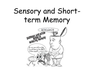 Sensory and Short-
term Memory
 